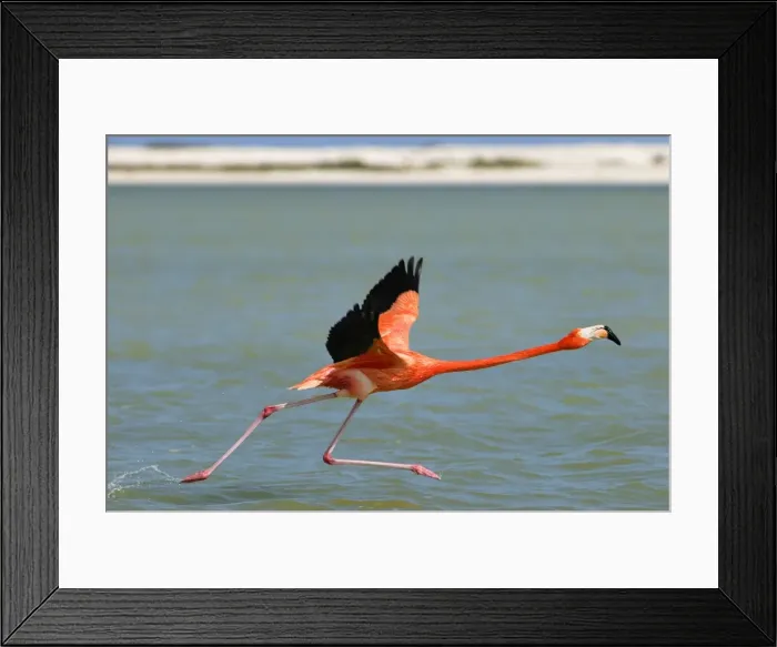 Framed Print : American flamingo Rio Lagartos Reserve, Yucatan, Mexico Framed Print : American flamingo Rio Lagartos Reserve, Yucatan, Mexico