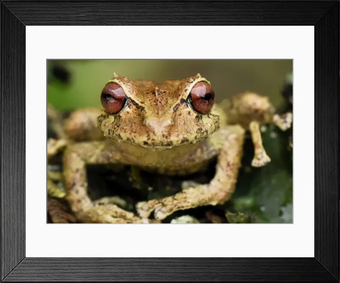 Framed Print : Frog - Colon - Departamento Putumayo - Colombia Framed Print : Frog - Colon - Departamento Putumayo - Colombia
