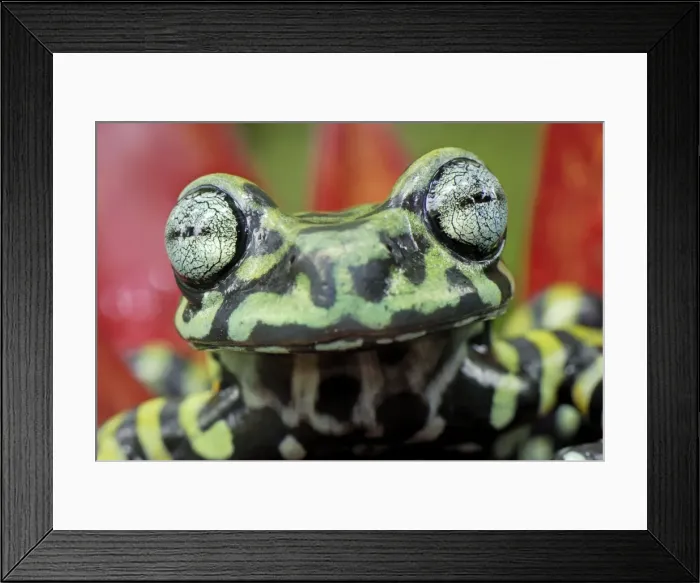 Framed Print : Tiger's Treefrog on bromeliad - new species discovered in 2007 - Pasto - Departamento Narino - Colombia Framed Print : Tiger's Treefrog on bromeliad - new species discovered in 2007 - Pasto - Departamento Narino - Colombia