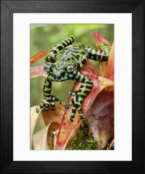 Framed Print : Tiger's Treefrog on bromeliad - new species discovered in 2007 - Pasto - Departamento Narino - Colombia Framed Print : Tiger's Treefrog on bromeliad - new species discovered in 2007 - Pasto - Departamento Narino - Colombia