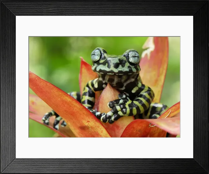 Framed Print : Tiger's Treefrog on bromeliad - new species discovered in 2007 - Pasto - Departamento Narino - Colombia Framed Print : Tiger's Treefrog on bromeliad - new species discovered in 2007 - Pasto - Departamento Narino - Colombia