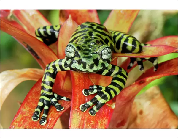 Tiger's Treefrog on bromeliad - new species discovered in 2007 - Pasto - Departamento Narino - Colombia