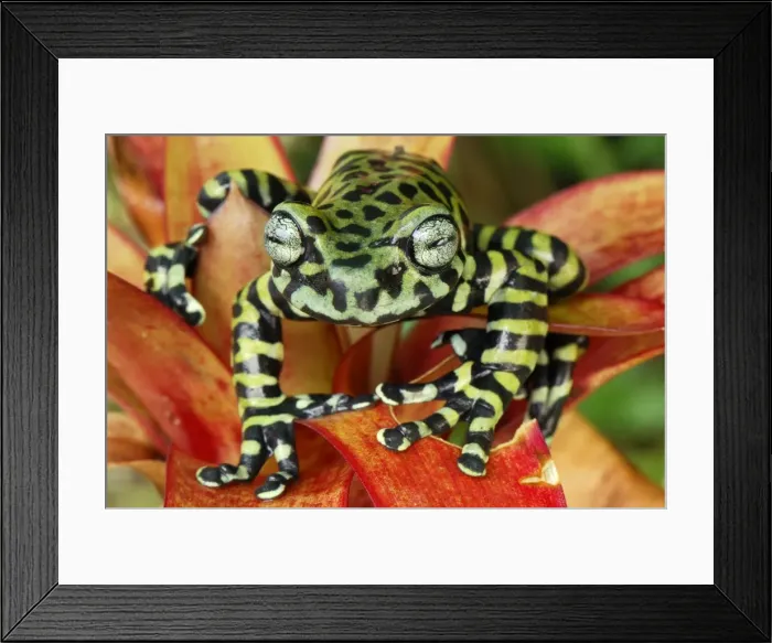 Framed Print : Tiger's Treefrog on bromeliad - new species discovered in 2007 - Pasto - Departamento Narino - Colombia Framed Print : Tiger's Treefrog on bromeliad - new species discovered in 2007 - Pasto - Departamento Narino - Colombia