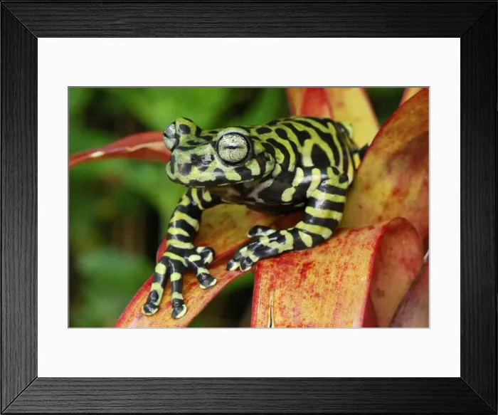 Framed Print : Tiger's Treefrog on bromeliad - new species discovered in 2007 - Pasto - Departamento Narino - Colombia Framed Print : Tiger's Treefrog on bromeliad - new species discovered in 2007 - Pasto - Departamento Narino - Colombia