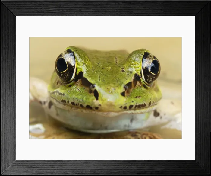 Framed Print : Vaillant's Frog - San Cipriano Reserve - Cauca - Colombia Framed Print : Vaillant's Frog - San Cipriano Reserve - Cauca - Colombia