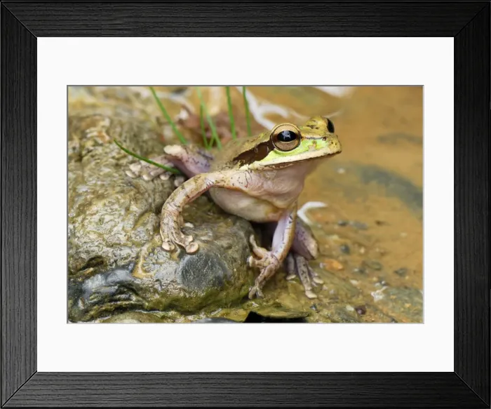 Framed Print : Vaillant's Frog - San Cipriano Reserve - Cauca - Colombia Framed Print : Vaillant's Frog - San Cipriano Reserve - Cauca - Colombia