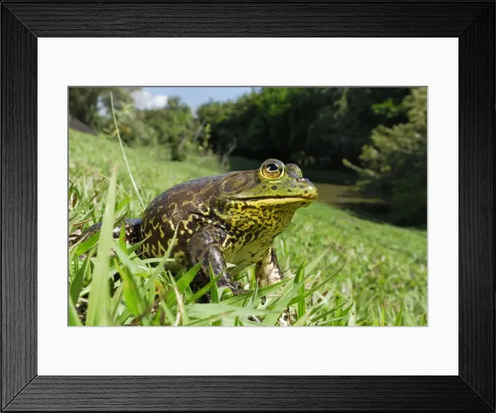 Framed Print : North American Bullfrog - Reserva Natural Laguna de Sonso - Departamento Cauca - Colombia Framed Print : North American Bullfrog - Reserva Natural Laguna de Sonso - Departamento Cauca - Colombia