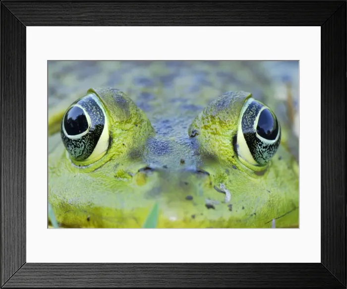 Framed Print : North American Bullfrog - Reserva Natural Laguna de Sonso - Departamento Cauca - Colombia Framed Print : North American Bullfrog - Reserva Natural Laguna de Sonso - Departamento Cauca - Colombia