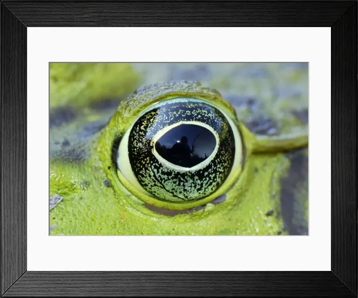 Framed Print : North American Bullfrog - close-up of eye - Reserva Natural Laguna de Sonso - Departamento Cauca - Colombia Framed Print : North American Bullfrog - close-up of eye - Reserva Natural Laguna de Sonso - Departamento Cauca - Colombia