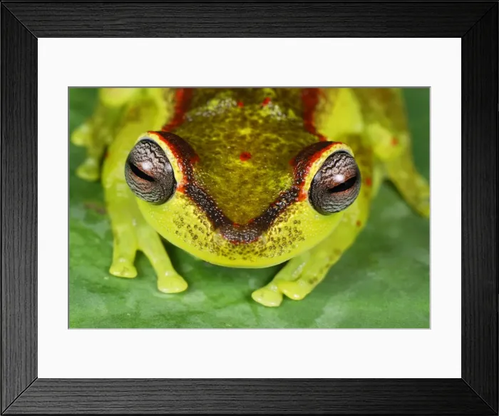 Framed Print : Treefrog - colour at night - San Cipriano Reserve - Cauca - Colombia Framed Print : Treefrog - colour at night - San Cipriano Reserve - Cauca - Colombia