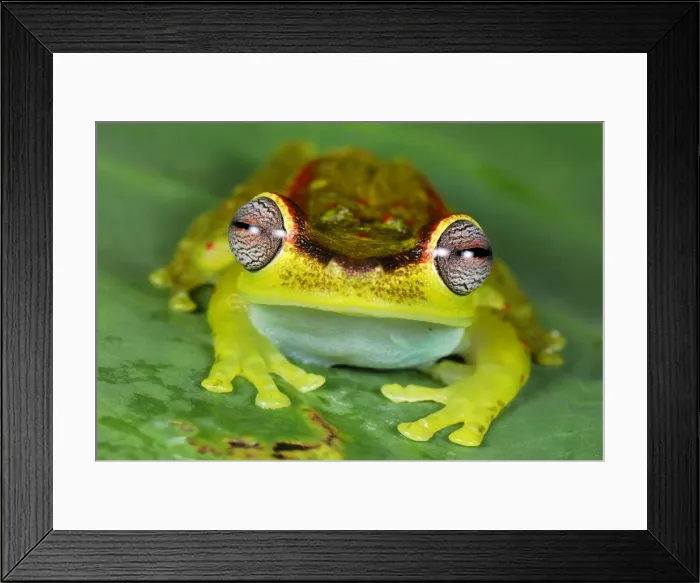 Framed Print : Treefrog - colour at night - San Cipriano Reserve - Cauca - Colombia Framed Print : Treefrog - colour at night - San Cipriano Reserve - Cauca - Colombia