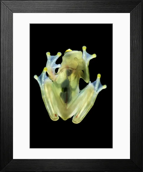 Framed Print : Fleischmann's Glass Frog - view from beneath - San Cipriano Reserve - Cauca - Colombia Framed Print : Fleischmann's Glass Frog - view from beneath - San Cipriano Reserve - Cauca - Colombia