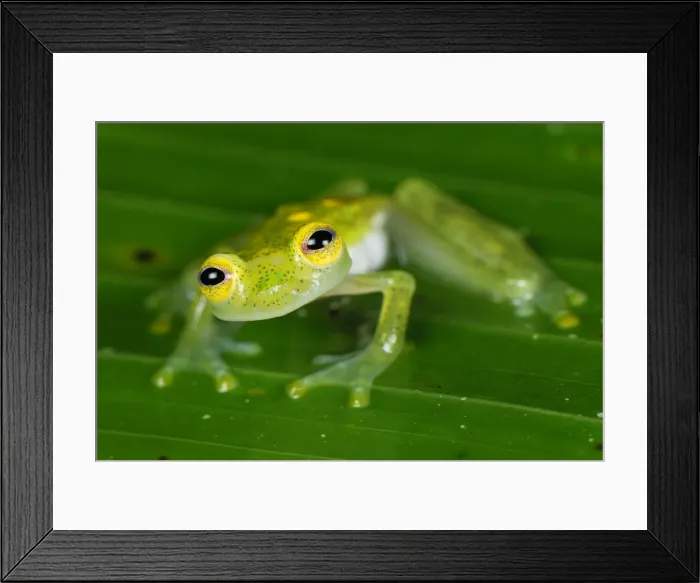 Framed Print : Fleischmann's Glass Frog - male - San Cipriano Reserve - Cauca - Colombia Framed Print : Fleischmann's Glass Frog - male - San Cipriano Reserve - Cauca - Colombia