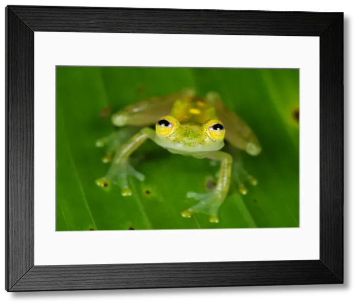 Framed Print : Fleischmann's Glass Frog - male - San Cipriano Reserve - Cauca - Colombia Framed Print : Fleischmann's Glass Frog - male - San Cipriano Reserve - Cauca - Colombia