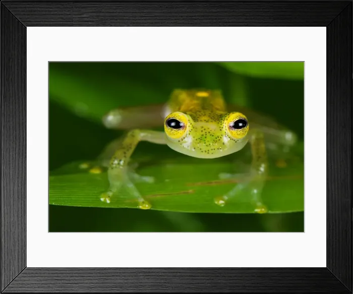 Framed Print : Fleischmann's Glass Frog - male - San Cipriano Reserve - Cauca - Colombia Framed Print : Fleischmann's Glass Frog - male - San Cipriano Reserve - Cauca - Colombia
