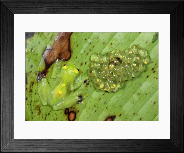 Framed Print : Fleischmann's Glass Frog - female with her fully developed eggs of tadpoles - San Cipriano Reserve - Cauca - Colombia Framed Print : Fleischmann's Glass Frog - female with her fully developed eggs of tadpoles - San Cipriano Reserve - Cauca - Colombia