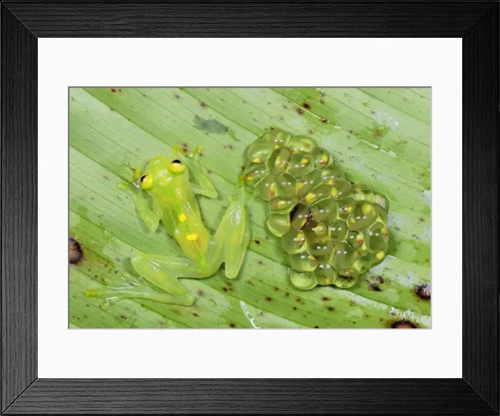 Framed Print : Fleischmann's Glass Frog - female with her fully developed eggs of tadpoles - San Cipriano Reserve - Cauca - Colombia Framed Print : Fleischmann's Glass Frog - female with her fully developed eggs of tadpoles - San Cipriano Reserve - Cauca - Colombia
