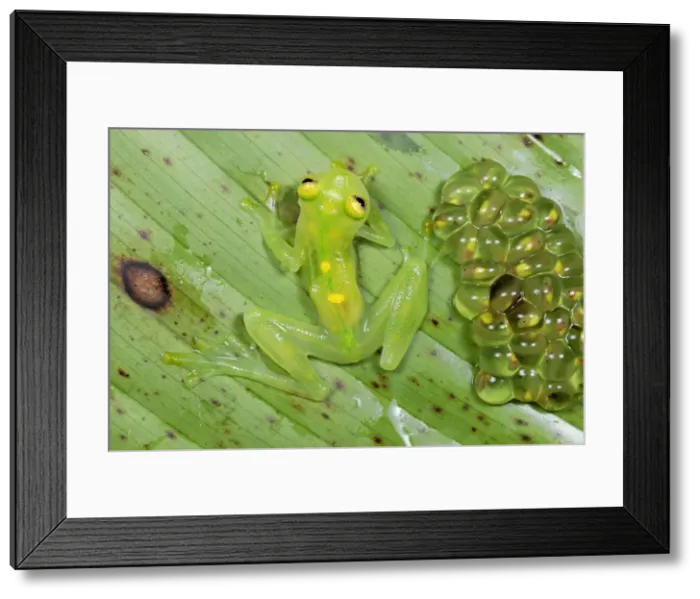 Framed Print : Fleischmann's Glass Frog - female with her fully developed eggs of tadpoles - San Cipriano Reserve - Cauca - Colombia Framed Print : Fleischmann's Glass Frog - female with her fully developed eggs of tadpoles - San Cipriano Reserve - Cauca - Colombia