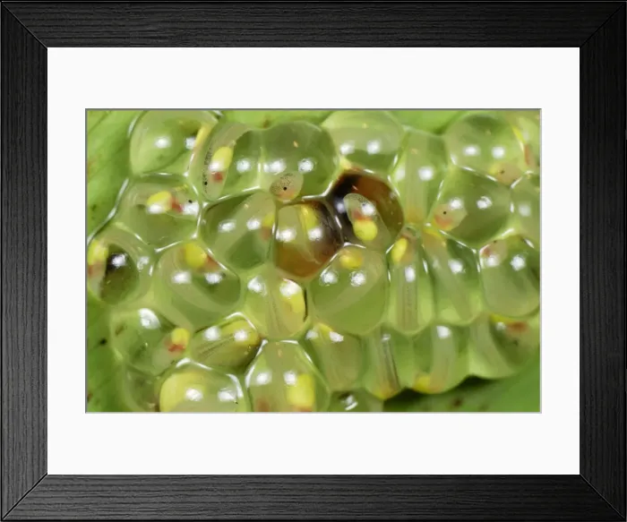 Framed Print : Eggs with fully developed tadpoles of Fleischmann's Glass Frog - San Cipriano Reserve - Cauca - Colombia Framed Print : Eggs with fully developed tadpoles of Fleischmann's Glass Frog - San Cipriano Reserve - Cauca - Colombia