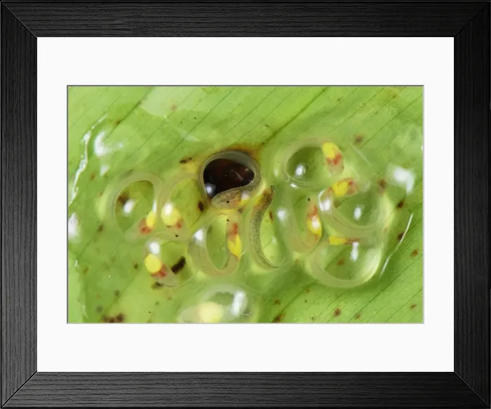 Framed Print : Eggs with fully developed tadpoles of Fleischmann's Glass Frog - San Cipriano Reserve - Cauca - Colombia Framed Print : Eggs with fully developed tadpoles of Fleischmann's Glass Frog - San Cipriano Reserve - Cauca - Colombia