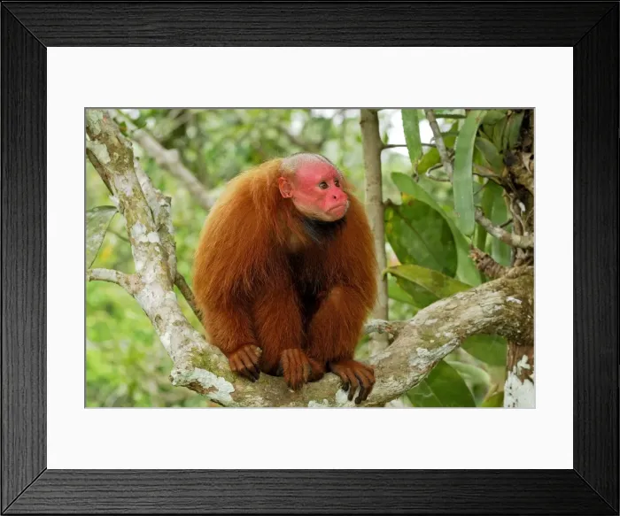 Framed Print : Red Uakari / Bald Uacari - Lago Preto - Iquitos - Peru Framed Print : Red Uakari / Bald Uacari - Lago Preto - Iquitos - Peru