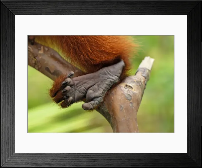 Framed Print : Red Uakari / Bald Uacari - foot - Lago Preto - Iquitos - Peru Framed Print : Red Uakari / Bald Uacari - foot - Lago Preto - Iquitos - Peru