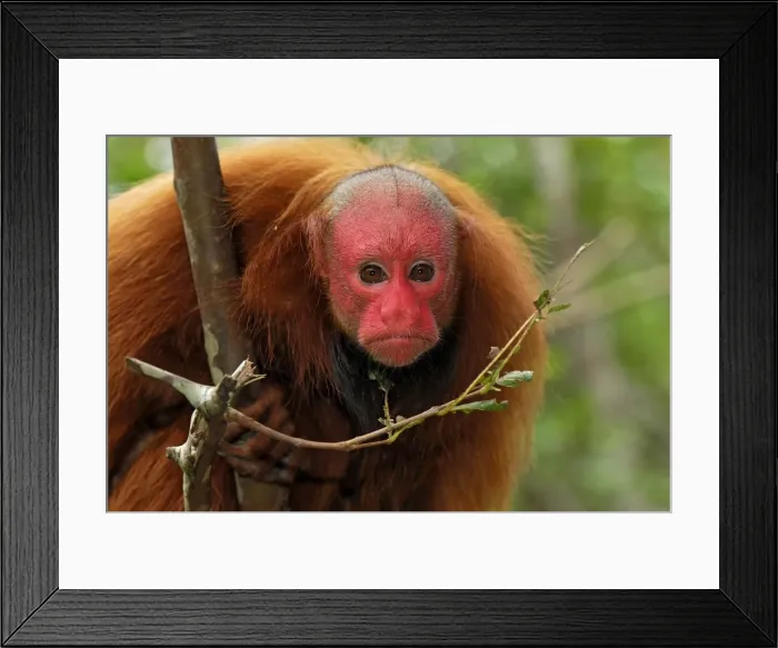 Framed Print : Red Uakari / Bald Uacari - Lago Preto - Iquitos - Peru Framed Print : Red Uakari / Bald Uacari - Lago Preto - Iquitos - Peru