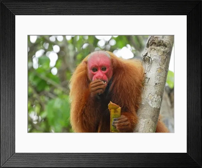 Framed Print : Red Uakari / Bald Uacari - Lago Preto - Iquitos - Peru Framed Print : Red Uakari / Bald Uacari - Lago Preto - Iquitos - Peru