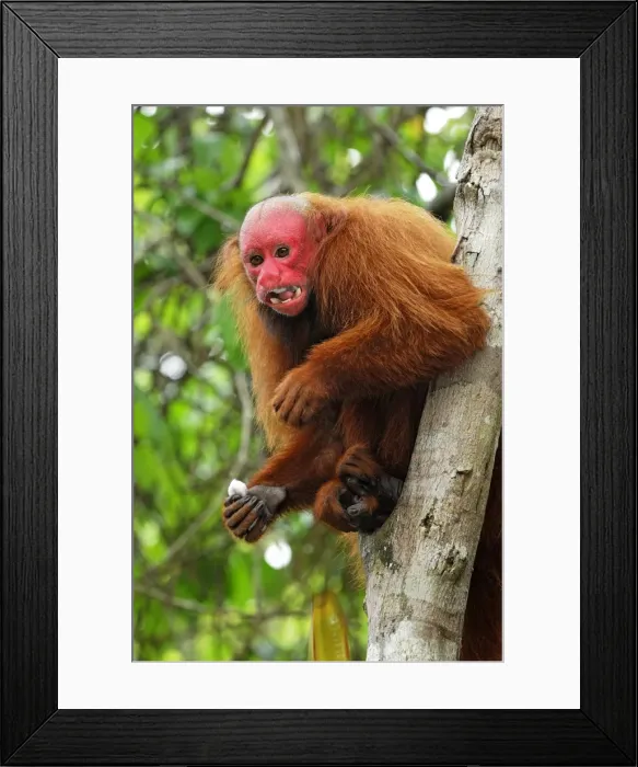 Framed Print : Red Uakari / Bald Uacari - Lago Preto - Iquitos - Peru Framed Print : Red Uakari / Bald Uacari - Lago Preto - Iquitos - Peru