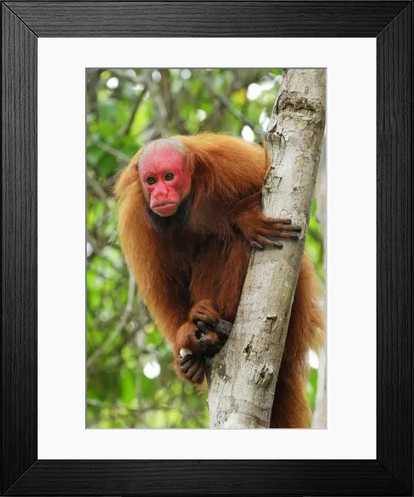 Framed Print : Red Uakari / Bald Uacari - Lago Preto - Iquitos - Peru Framed Print : Red Uakari / Bald Uacari - Lago Preto - Iquitos - Peru