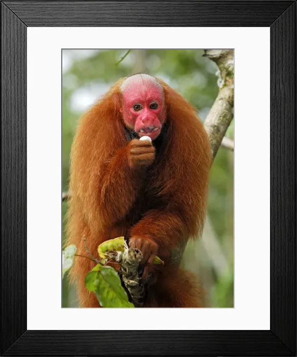 Framed Print : Red Uakari / Bald Uacari - Lago Preto - Iquitos - Peru Framed Print : Red Uakari / Bald Uacari - Lago Preto - Iquitos - Peru