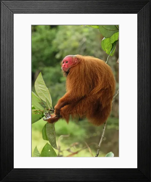Framed Print : Red Uakari / Bald Uacari - Lago Preto - Iquitos - Peru Framed Print : Red Uakari / Bald Uacari - Lago Preto - Iquitos - Peru