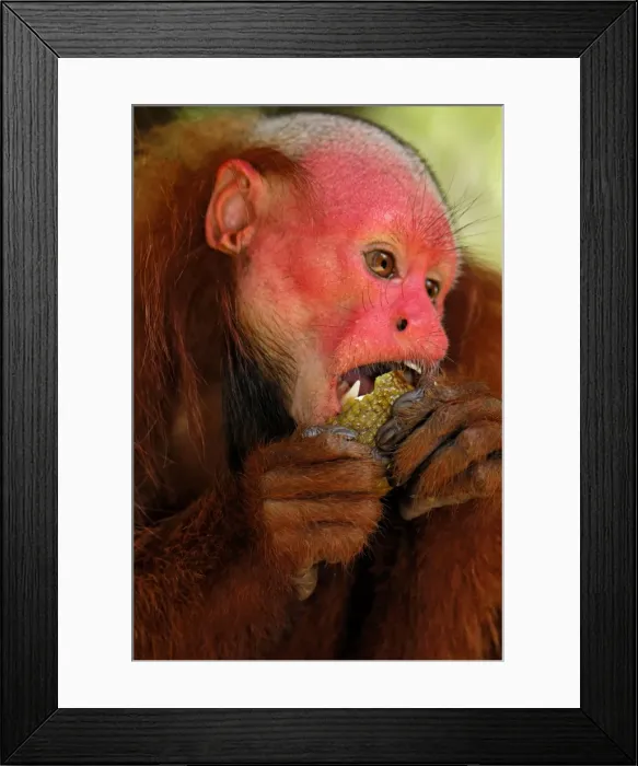 Framed Print : Red Uakari  /  Bald Uacari - Lago Preto - Iquitos - Peru