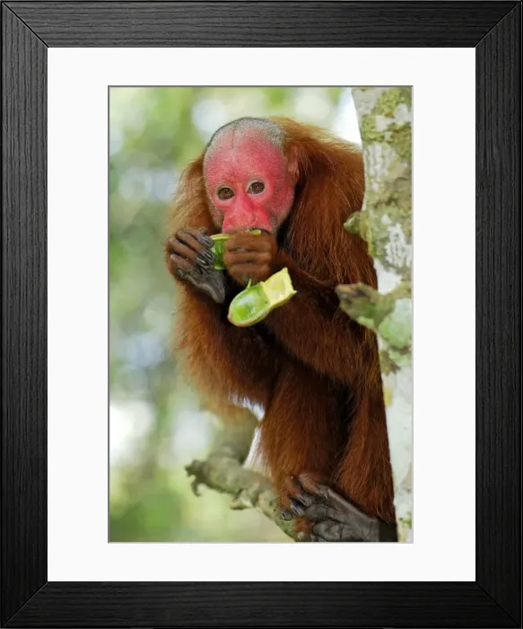 Framed Print : Red Uakari / Bald Uacari - eating - Lago Preto - Iquitos - Peru Framed Print : Red Uakari / Bald Uacari - eating - Lago Preto - Iquitos - Peru