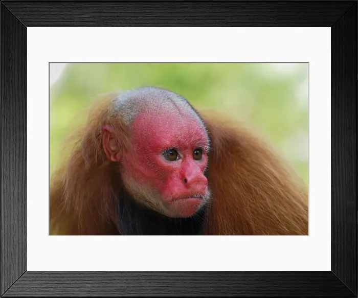 Framed Print : Red Uakari / Bald Uacari - Lago Preto - Iquitos - Peru Framed Print : Red Uakari / Bald Uacari - Lago Preto - Iquitos - Peru