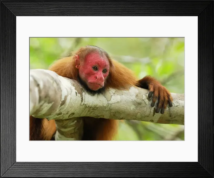 Framed Print : Red Uakari / Bald Uacari - Lago Preto - Iquitos - Peru Framed Print : Red Uakari / Bald Uacari - Lago Preto - Iquitos - Peru