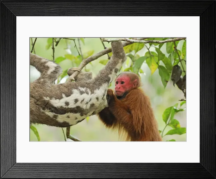 Framed Print : Red Uakari / Bald Uacari - with sloth - Lago Preto - Iquitos - Peru Framed Print : Red Uakari / Bald Uacari - with sloth - Lago Preto - Iquitos - Peru