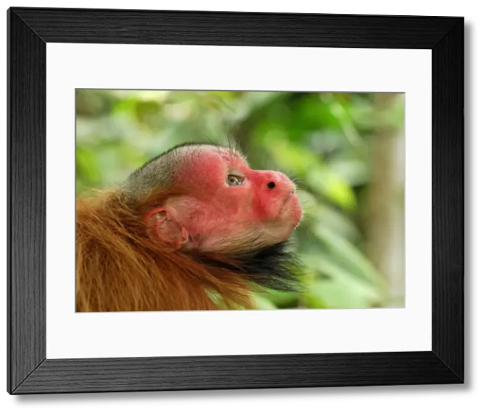 Framed Print : Red Uakari / Bald Uacari - Lago Preto - Iquitos - Peru Framed Print : Red Uakari / Bald Uacari - Lago Preto - Iquitos - Peru