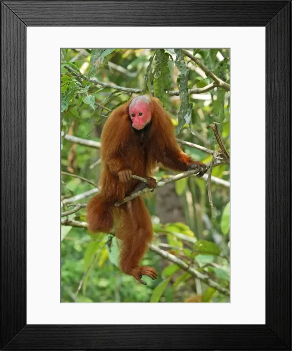 Framed Print : Red Uakari / Bald Uacari - Lago Preto - Iquitos - Peru Framed Print : Red Uakari / Bald Uacari - Lago Preto - Iquitos - Peru