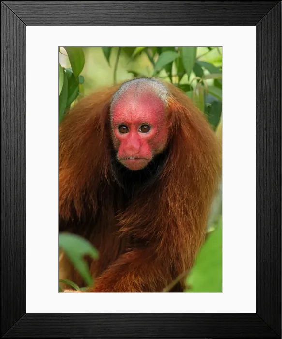 Framed Print : Red Uakari  /  Bald Uacari - Lago Preto - Iquitos - Peru