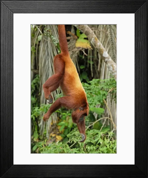 Framed Print : Red Howler Monkey - hanging by tail - Iquitos - Peru Framed Print : Red Howler Monkey - hanging by tail - Iquitos - Peru