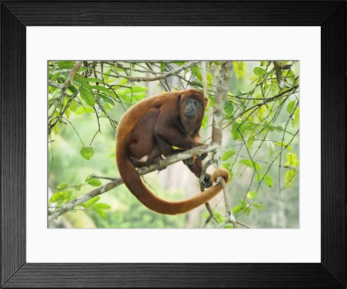 Framed Print : Red Howler Monkey - Iquitos - Peru Framed Print : Red Howler Monkey - Iquitos - Peru