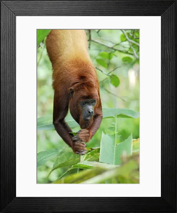 Framed Print : Red Howler Monkey - Iquitos - Peru Framed Print : Red Howler Monkey - Iquitos - Peru