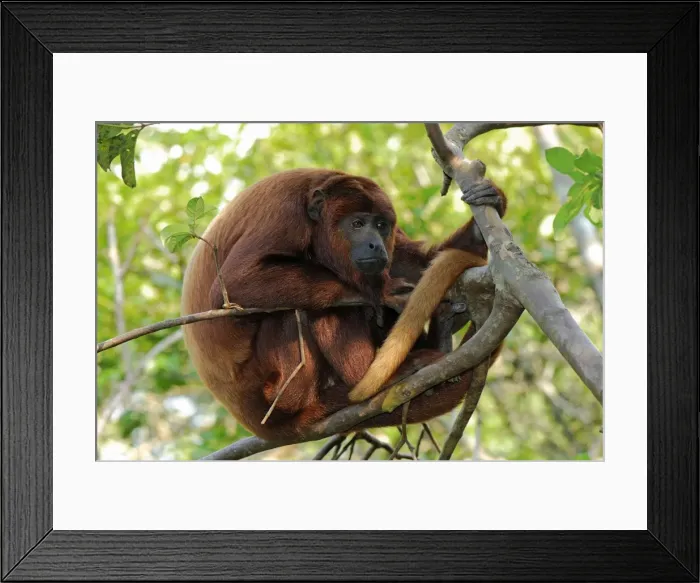 Framed Print : Red Howler Monkey - Iquitos - Peru Framed Print : Red Howler Monkey - Iquitos - Peru