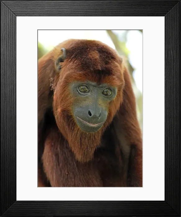 Framed Print : Red Howler Monkey - Iquitos - Peru Framed Print : Red Howler Monkey - Iquitos - Peru