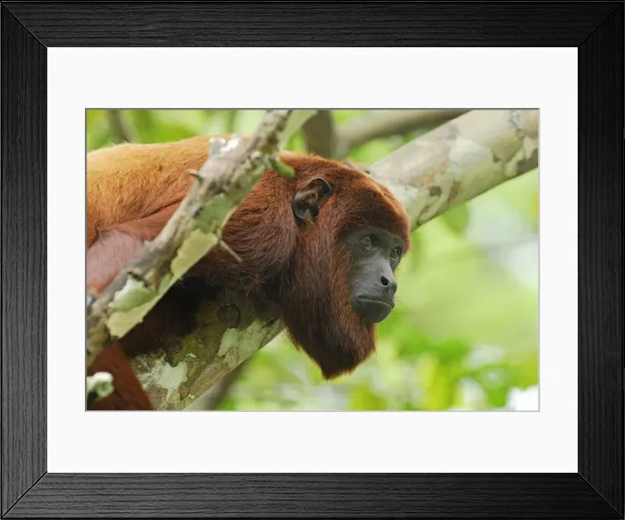 Framed Print : Red Howler Monkey - Iquitos - Peru Framed Print : Red Howler Monkey - Iquitos - Peru