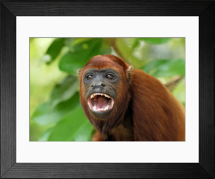 Framed Print : Red Howler Monkey - with mouth open - Iquitos - Peru Framed Print : Red Howler Monkey - with mouth open - Iquitos - Peru