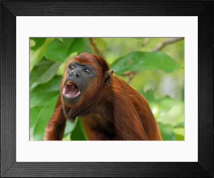 Framed Print : Red Howler Monkey - with mouth open - Iquitos - Peru Framed Print : Red Howler Monkey - with mouth open - Iquitos - Peru