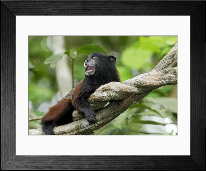 Framed Print : Saddleback Tamarin - Pacaya-Samiria Nationalpark - Iquitos - Peru Framed Print : Saddleback Tamarin - Pacaya-Samiria Nationalpark - Iquitos - Peru