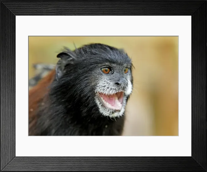 Framed Print : Saddleback Tamarin - Pacaya-Samiria Nationalpark - Iquitos - Peru Framed Print : Saddleback Tamarin - Pacaya-Samiria Nationalpark - Iquitos - Peru
